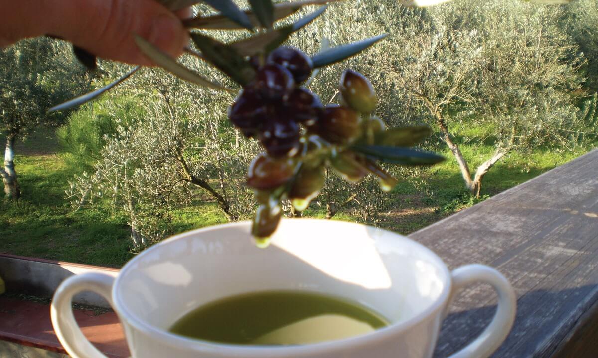 Premium Olive Oil in Cup