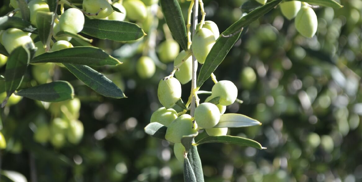 Olive