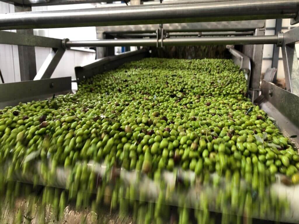 Greek Olive Oil: Why It's Mostly Extra Virgin