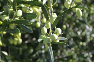 What are the Health Benefits of Polyphenol Rich Olive Oil?