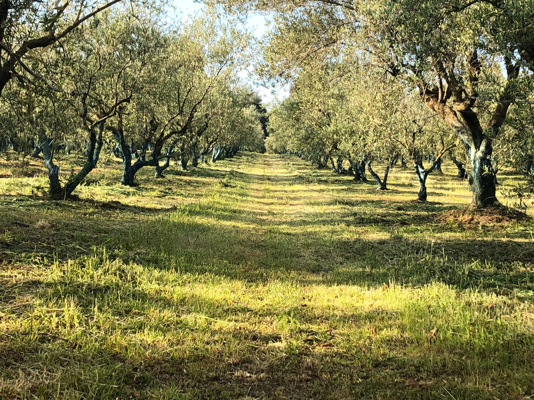 Why is Greek olive oil considered the best in the world?