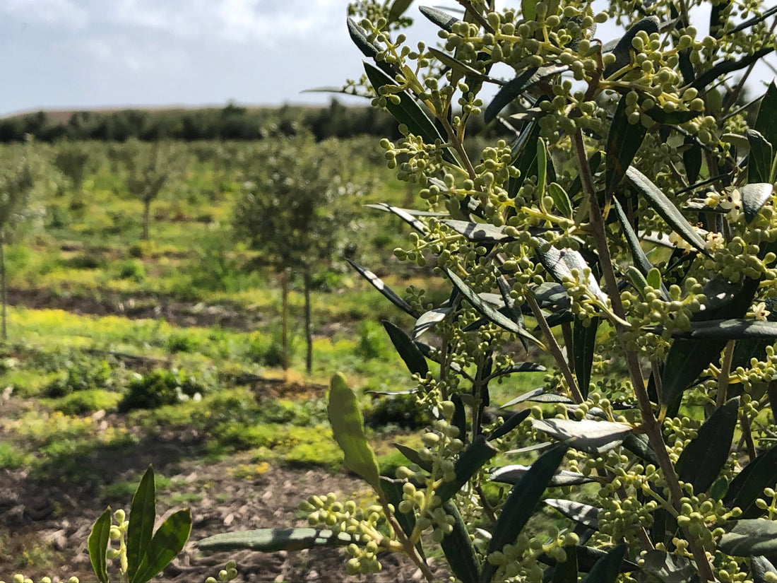News from the Grove: A Promising Greek Olive Oil Harvest Begins in Lakonia