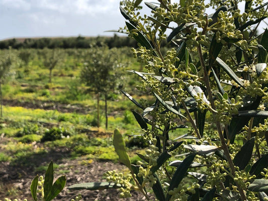 News from the Grove: A Promising Greek Olive Oil Harvest Begins in Lakonia
