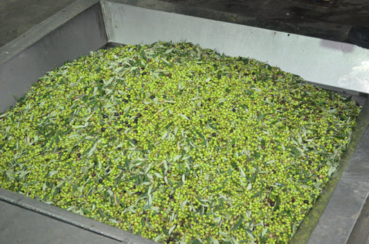 Does Cold Pressing Affect Olive Oil Shelf Life?