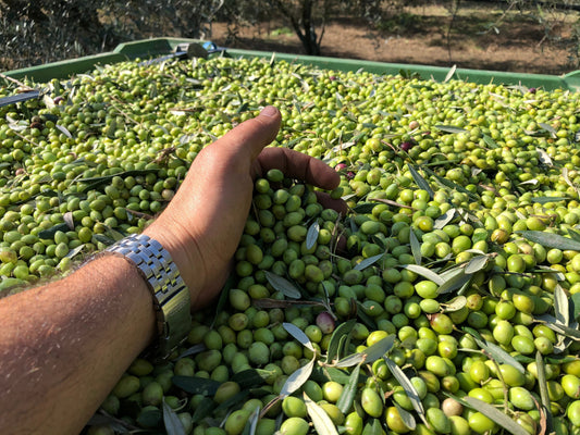 Why Olive Variety Matters Most for High-Polyphenol & High-Oleocanthal Extra Virgin Olive Oil
