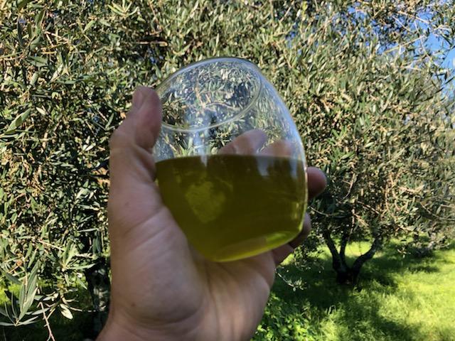 Breaking News - Our highly anticipated new 2019/2020 olive oil harvest has finally arrived