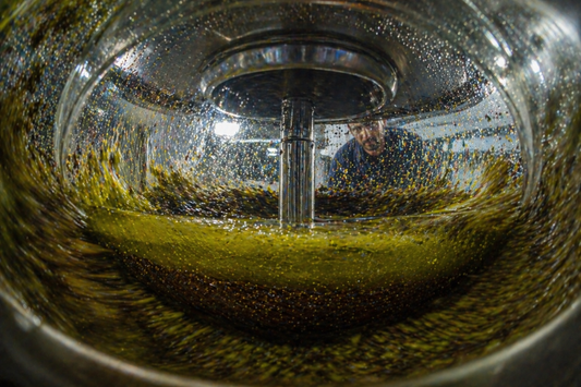 How Many Times Can Olives Be Pressed for Oil?