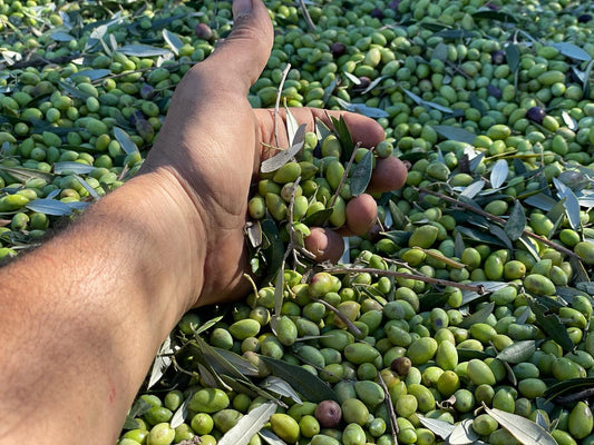 Harvest Celebration at Laconiko (Feb 7th)