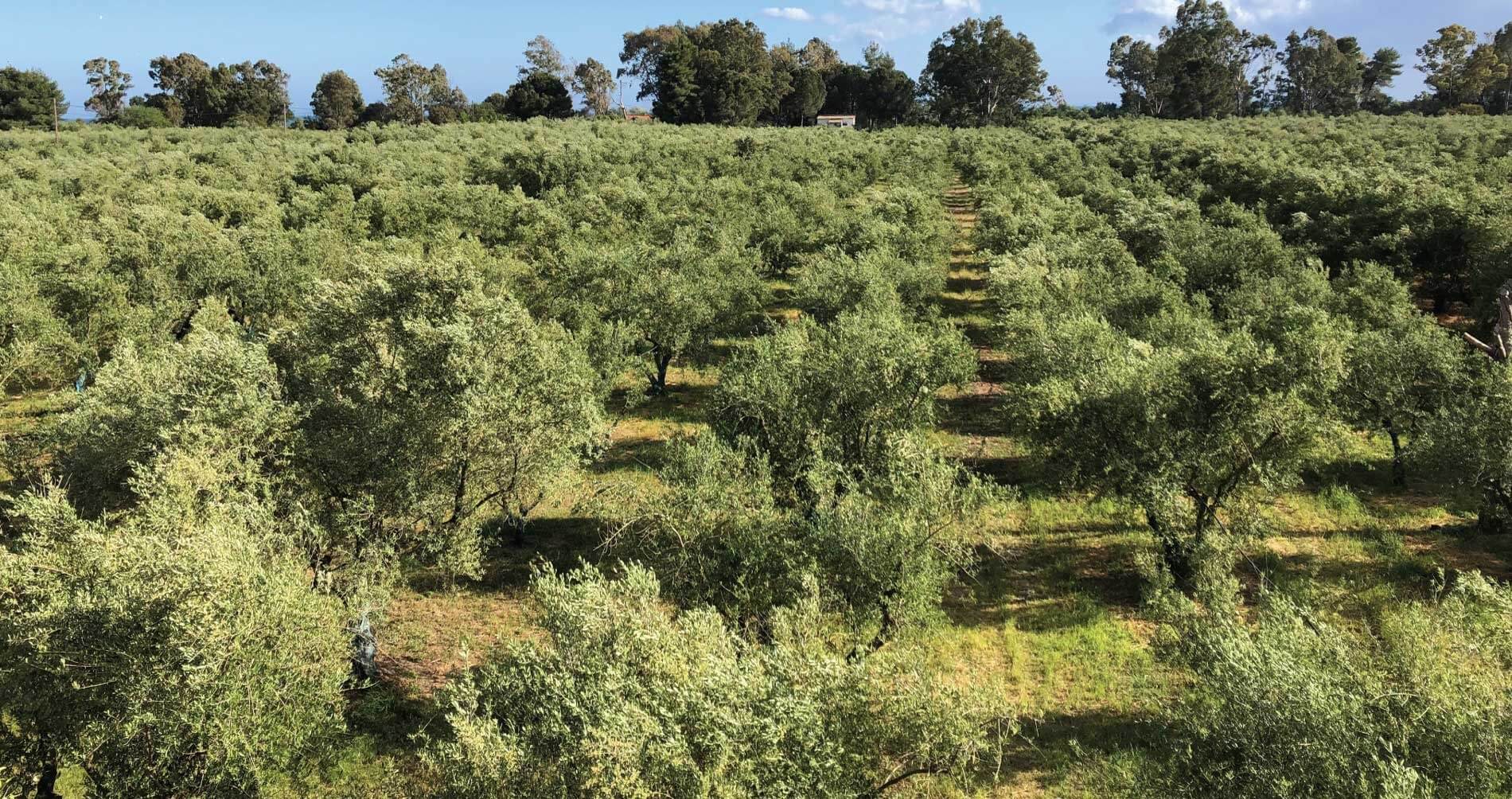 Olive Grove